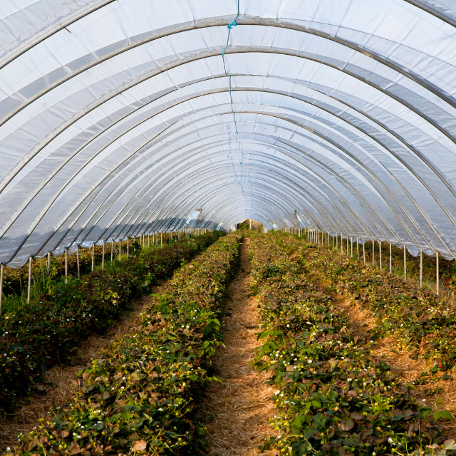 POLY TUNNEL ROPE