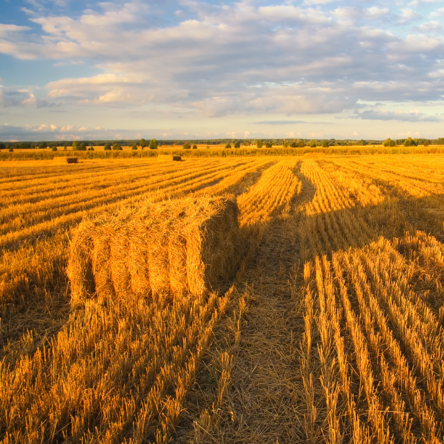 CORDELES AGRÍCOLAS